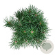 Pinus sylv. Blue Pearl 25-30 cm