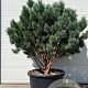 Pinus sylv. 'Watereri' 160-180 cm container meerstammig