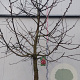 Prunus a. 'Regina' 20-30HA cont. 130L karakter