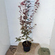 Acer pal. 'Atropurpureum' 80-100 cm 7,5L