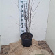 Amelanchier spicata 100-125 cm 12L