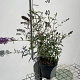 Buddleja d. 'Border Beauty' 40-60 cm 2,0L