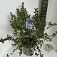 Ceanothus griseus 'Yankee Point' 50-60 cm 5,0L