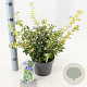 Euonymus fort. Blondy 20-25 cm 2,0L