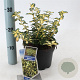 Euonymus fort. Blondy 20-25 cm 2,0L