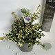 Euonymus fort. Blondy 30-35 cm 5,0L