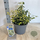 Euonymus fort. Blondy 30-40 cm 5,0L