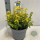 Euonymus fort. Goldy 40-50 cm 5,0L
