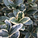 Euonymus jap. 'Albomarginatus' 30-35 cm 5,0L