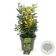 Euonymus jap. 'Gold Queen' 20-25 cm 2,0L