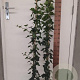 Hedera hibernica 100-125 cm 2,0L