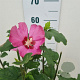 Hibiscus syr. 'Woodbridge' 40-60 cm 5,0L