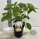 Hydrangea querc. Snow Queen 30-40 cm 2,0L