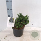 Ilex crenata 15-20 cm 2,0L