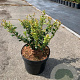 Ilex crenata 'Caroline Upright' 20-25 cm 2,0L
