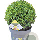 Ilex crenata Dark Green 35 cm 10L bol potgekweekt
