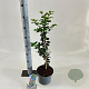 Ilex meserv. 'Blue Princess' 30-40 cm 3,0L