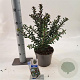 Ilex meserv. Gentle 25-30 cm 3,0L