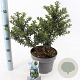 Ilex meserv. Gentle 30-40 cm 5,0L