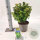 Ilex meserv. Little Rascal 20-25 cm 3,0L