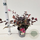 Loropetalum c. 'Fire Dance' 25-30 cm P15