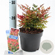 Nandina d. 'Gulf Stream' 20-25 cm 2,0L