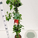 Parthenocissus quinq.engelmannii 70-80 cm rozenpot 2L