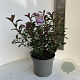 Photinia fraseri Carré Rouge 50-60 cm 5,0L