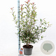 Photinia fraseri Carré Rouge 60-70 cm 5,0L