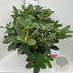 Rhododendron 'Germania' 70-80 cm 20L