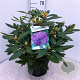Rhododendron 'Marcel Menard' 50-60 cm 10L