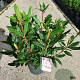 Rhododendron pont. 'Roseum' 40-50 cm 5,0L
