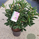 Rhododendron 'Roseum Elegans' 40-60 cm 7,5L