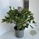 Rhododendron 'Virginia Richards' 40-50 cm 5,0L