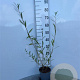 Salix alba 60-80 cm 2,0L