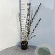 Salix repens nitida 40-60 cm 2,0L