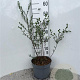 Salix repens nitida 80-100 cm 5,0L