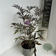 Sambucus nigra Black Lace 40-50 cm 5,0L