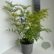 Sambucus nigra Golden Tower 40-50 cm 5,0L
