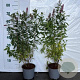 Spiraea billardii 60-80 cm 2,0L