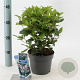 Viburnum tin. Spirit 25-30 cm 2,0L