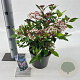 Viburnum tin. Spirit 30-35 cm 3,0L