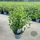 Viburnum tin. Spirit 35-45 cm 5,0L