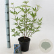 Vitex agnus-castus 30-35 cm 2,0L
