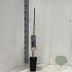 Wisteria formosa 60 cm C1.5 met stok