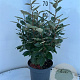 Elaeagnus ebb. 'Compacta' 60-80 cm 5,0L