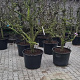 Pyrus c. 'Conference' 30-40 cm cont. 130L solitair najaarspotting
