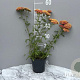 Achillea m. 'Paprika' GM 2,0L