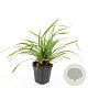 Carex morrowii 'Irish Green' GM P9