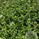 Echinacea p. 'Alba' GM 2,0L